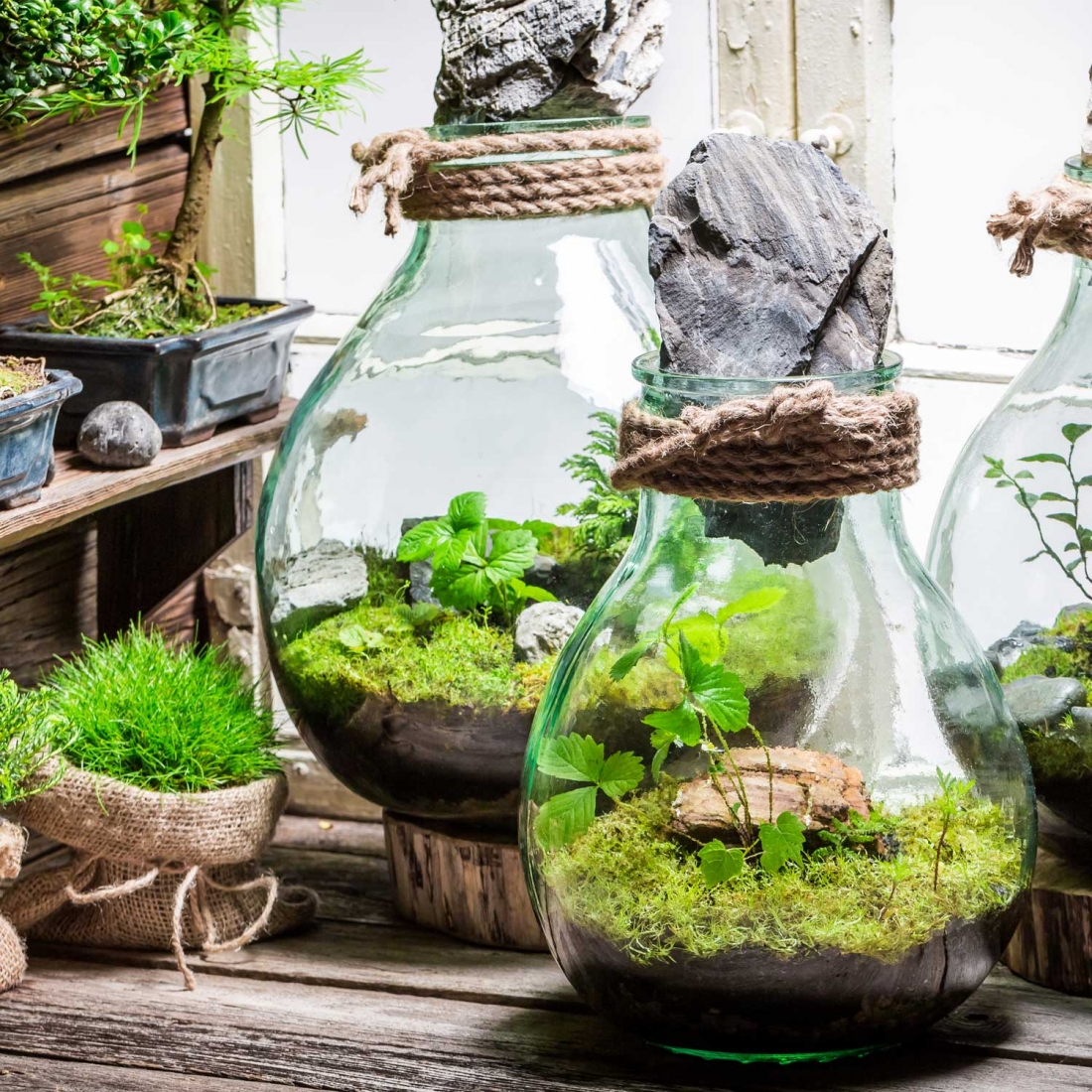 Piante Grasse In Vetro Come Innaffiare.Terrarium Come Realizzare Il Tuo Mini Giardino