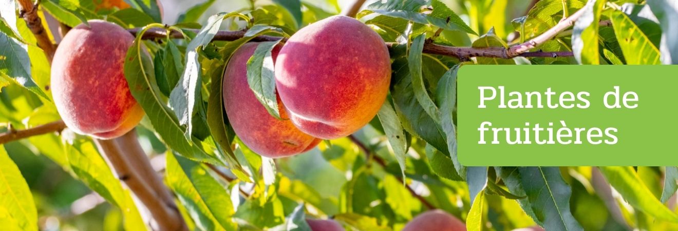 Plantes fruitières