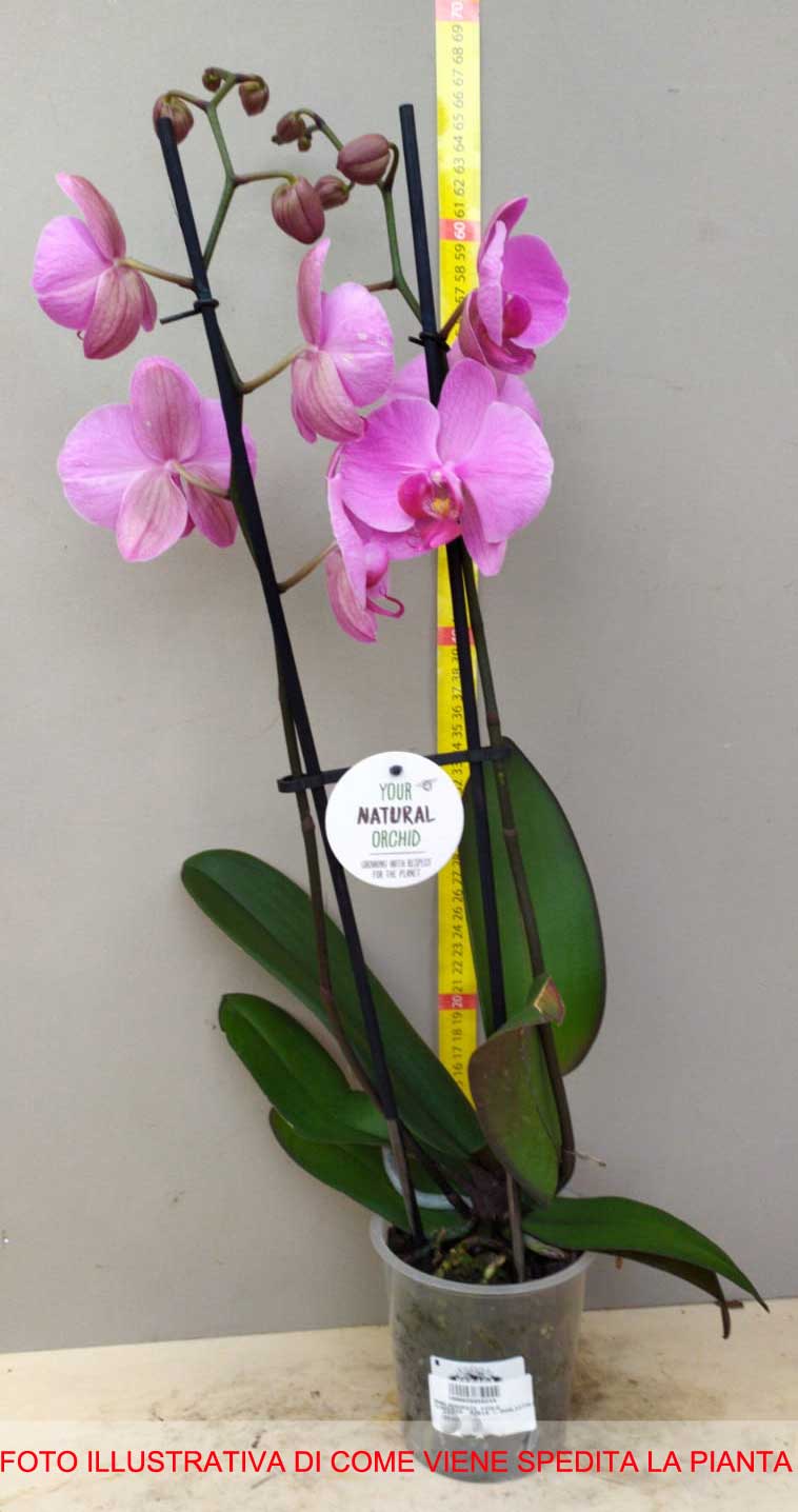 1 Pianta Di Orchidea Phalaenopsis Fucsia Vaso 10cm Spedizione In 24h