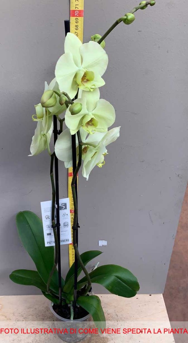 Orchidea Phalaenopsis Lime Vaso 10cm