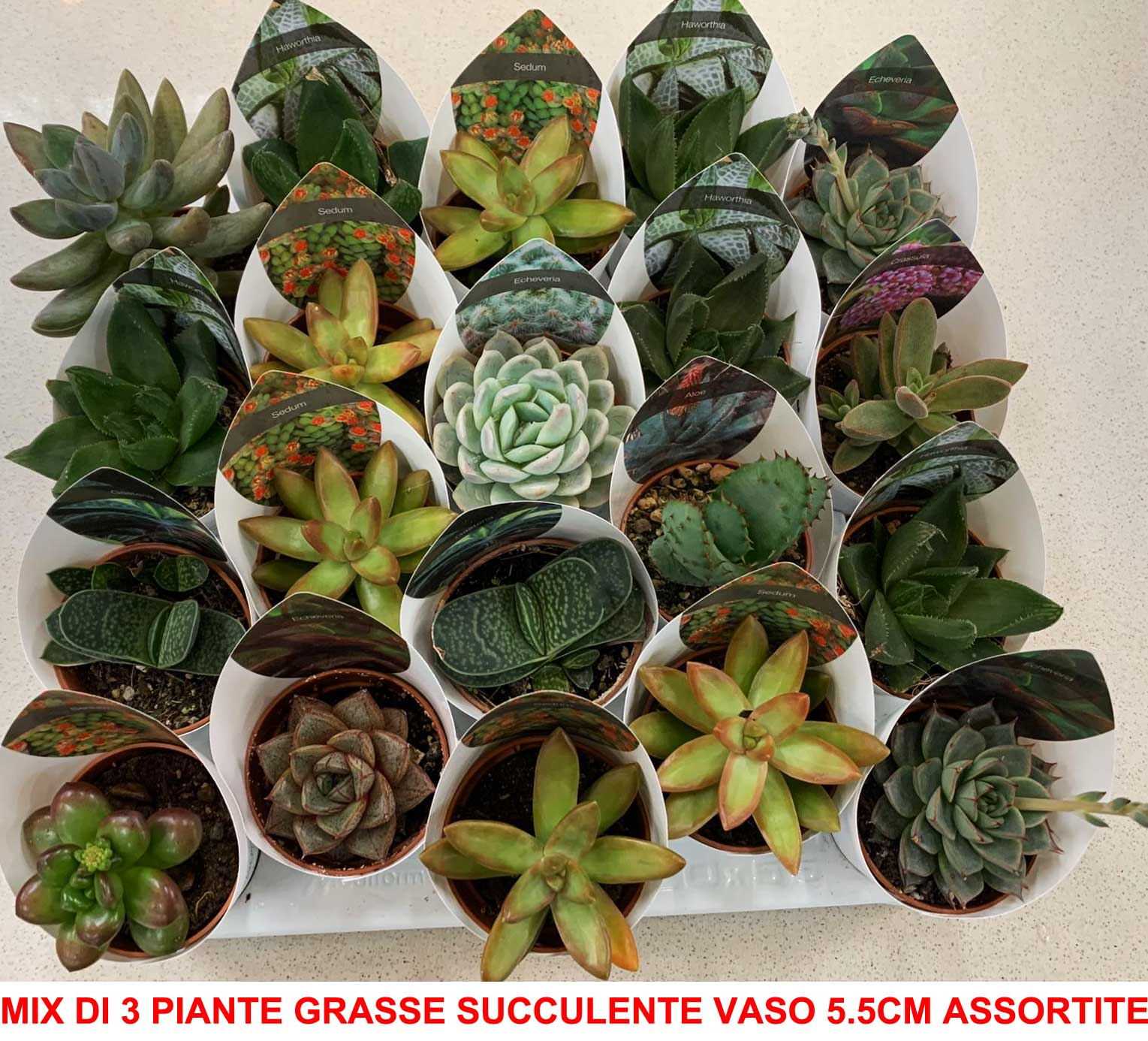 Composizione Piante Grasse In Vaso Di Vetro.Mix Di 3 Piante Grasse Succulente Vaso 5 5cm Composizioni