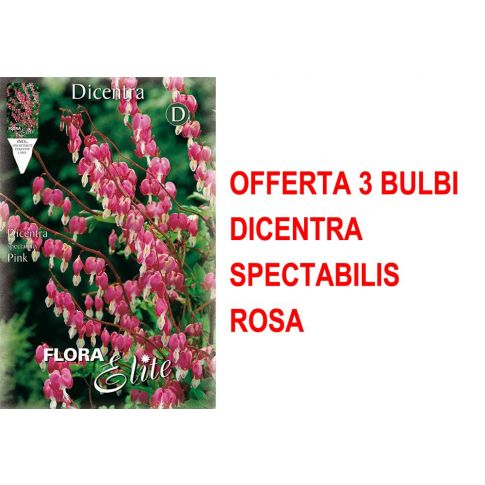 Rosa di Jericho 3 Piante - Vendita Online