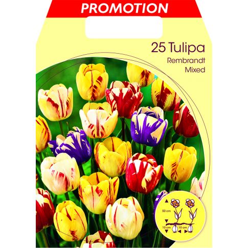 TULIPANO REMBRANDT MIX DI COLORI (CONFEZIONE DA 25 BULBI) - Tulipani  Peragashop