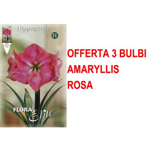 Amaryllis Rosa Confezione da 3 Bulbi