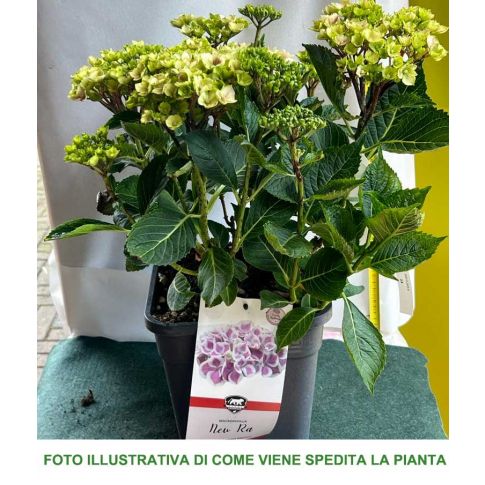 1 Pianta di Limone Caviale Rosso H80cm