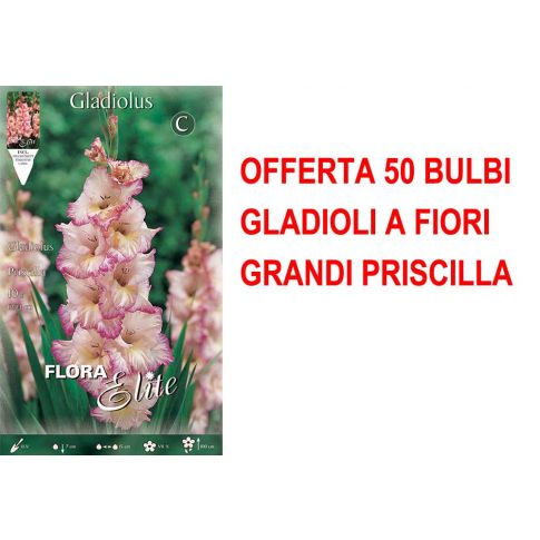 OFERTA 50 BULBOS GLADIOLIOS CON GRANDES FLORES PRISCILLA - Gladioli Peragashop