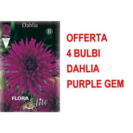 ANGEBOT 4 GLÜHLAMPEN DAHLIA CACTUS PURPLE EDELSTEIN