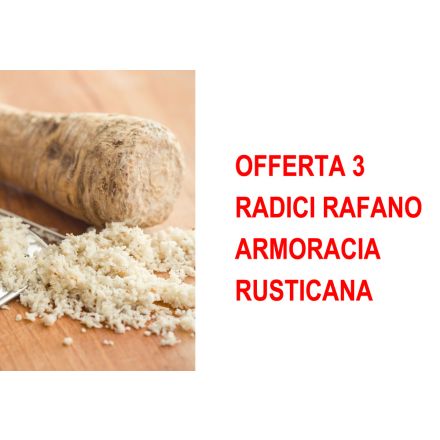 ANGEBOT 3 RADICI RADICI RUSTICANA ARMORACIA