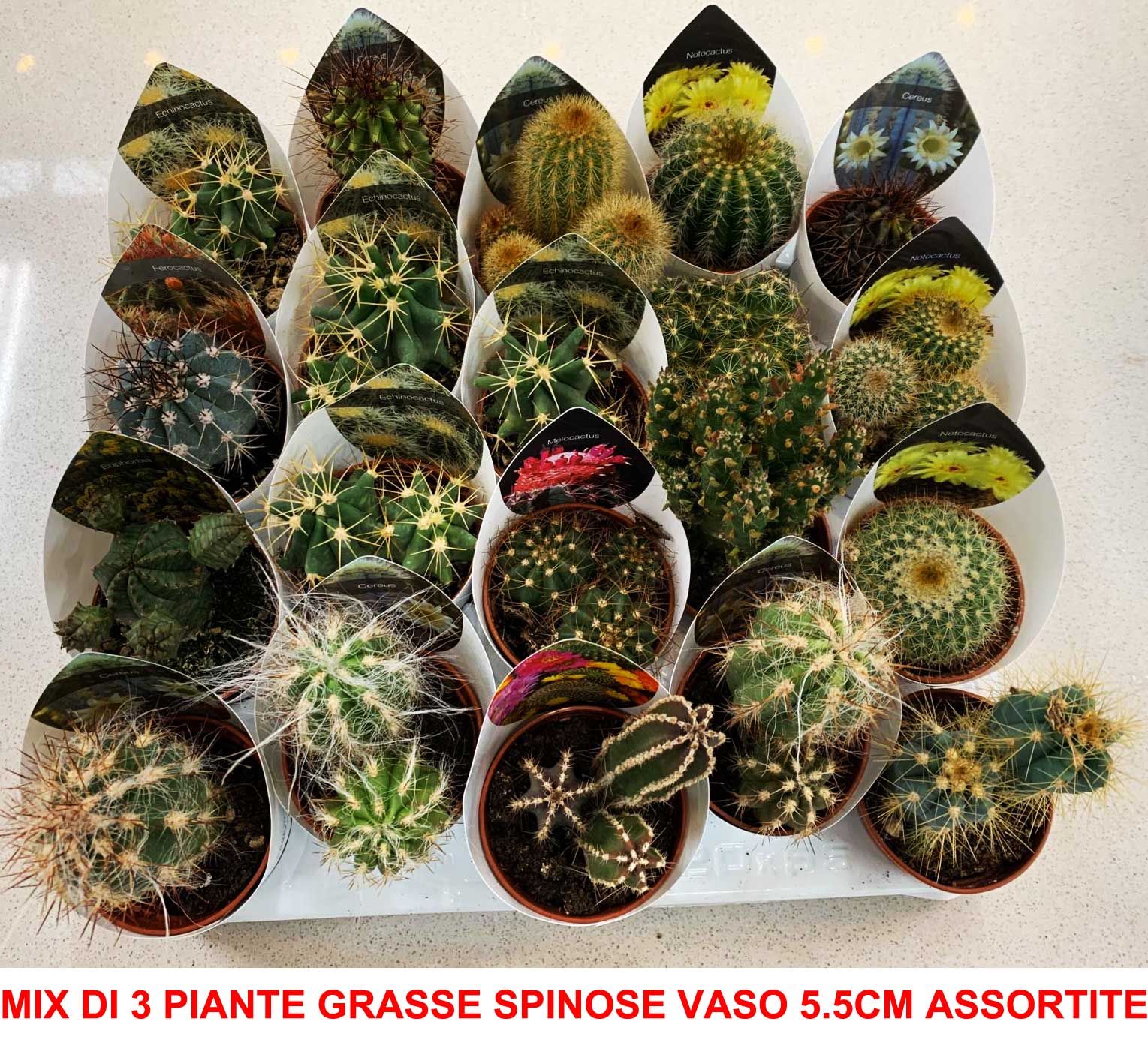 vasi piante grasse - Piante Grasse