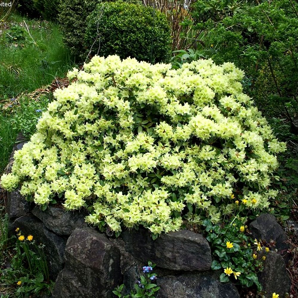 RODODENDRO SHAMROCK IN VASO 21CM - Sempreverdi Peragashop