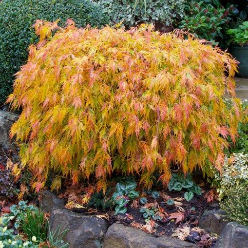 Acero rosso giapponese Acer palmatum dissectum pianta in