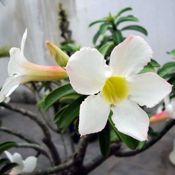 Adenium obesum  rosa del deserto Colore Bianco