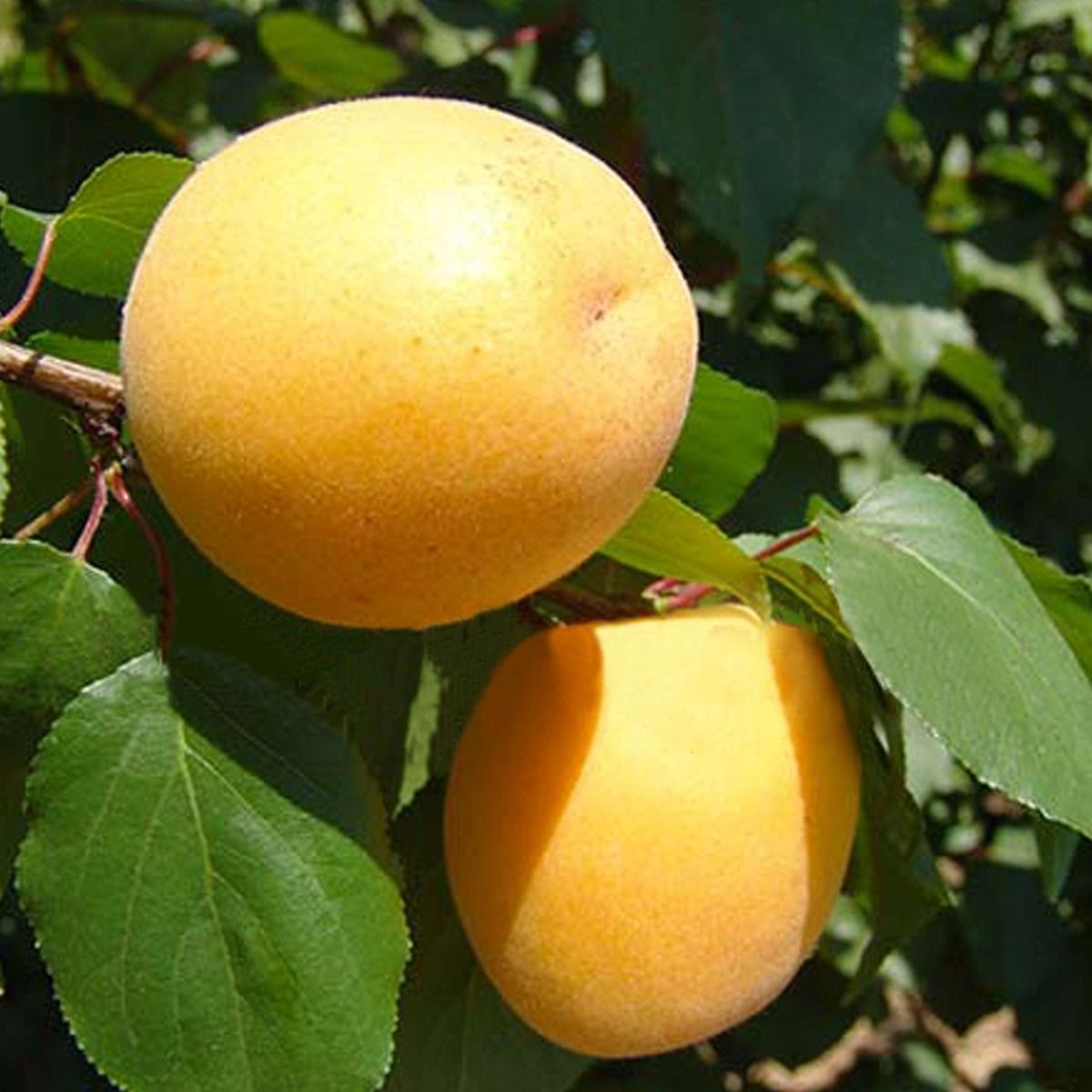 Albicocco Nano - Piante vere da frutto da esterno da giardino