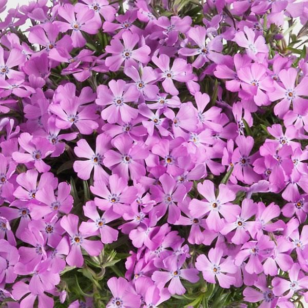 Portacenere o porta piantina da tavolo in ferro con rosa