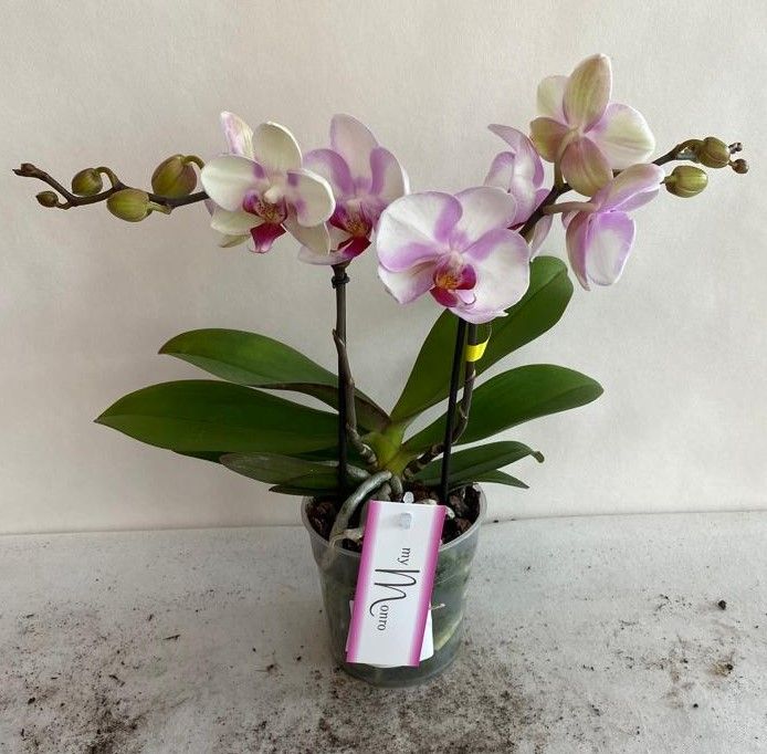 Phalaenopsis Phalaenopsis - Orchidea rosa -⌀ 12cm - Altezza 50-60cm -  FloraStore