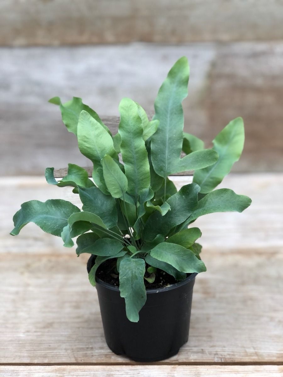 PHLEBODIUM AUREUM FELCE PIEDE DI CONIGLIO VASO 17CM - Piante senza  coprivaso Peragashop