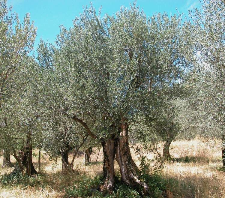 Acquistare Albero di Ulivo - L'albero perfetto per interni - Be