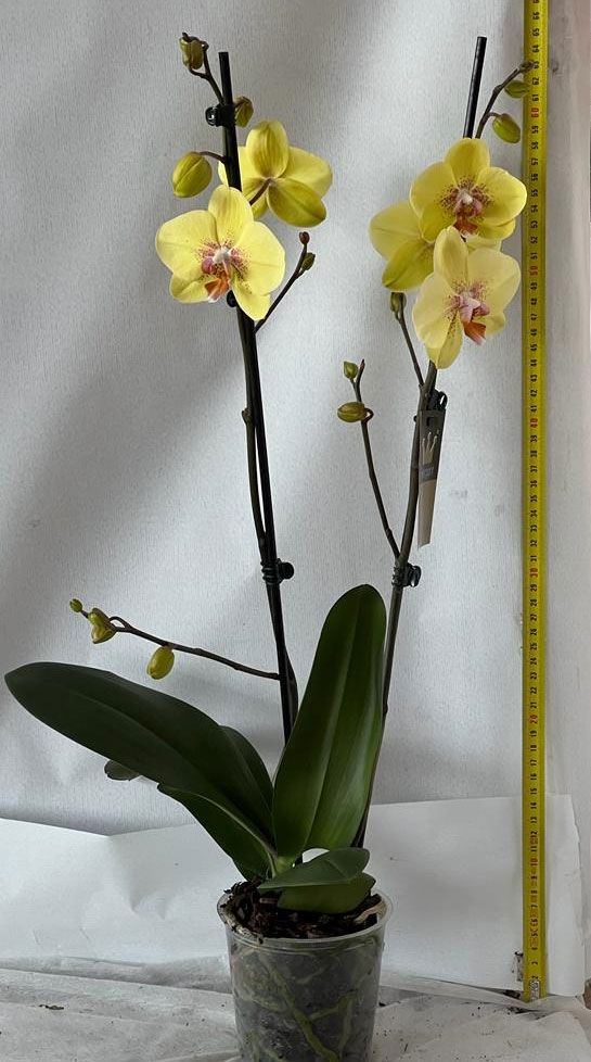 ORCHIDEA PHALAENOPSIS GRANDIFLORA 2 RAMI VASO 10CM - Orchidee