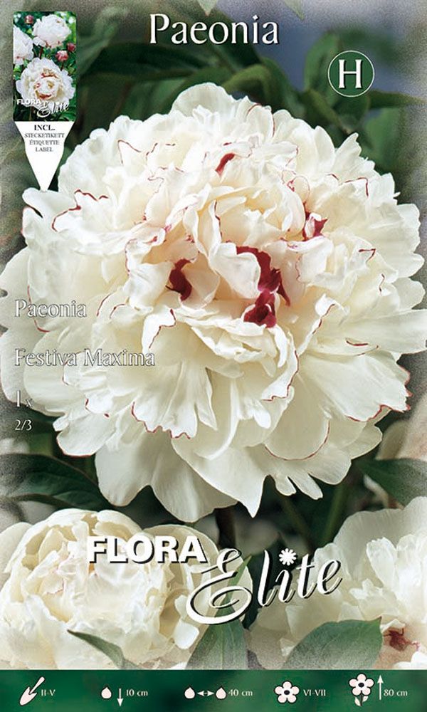 Bulbi Peonyrose Festiva maxima Confezione da 1 bulbo