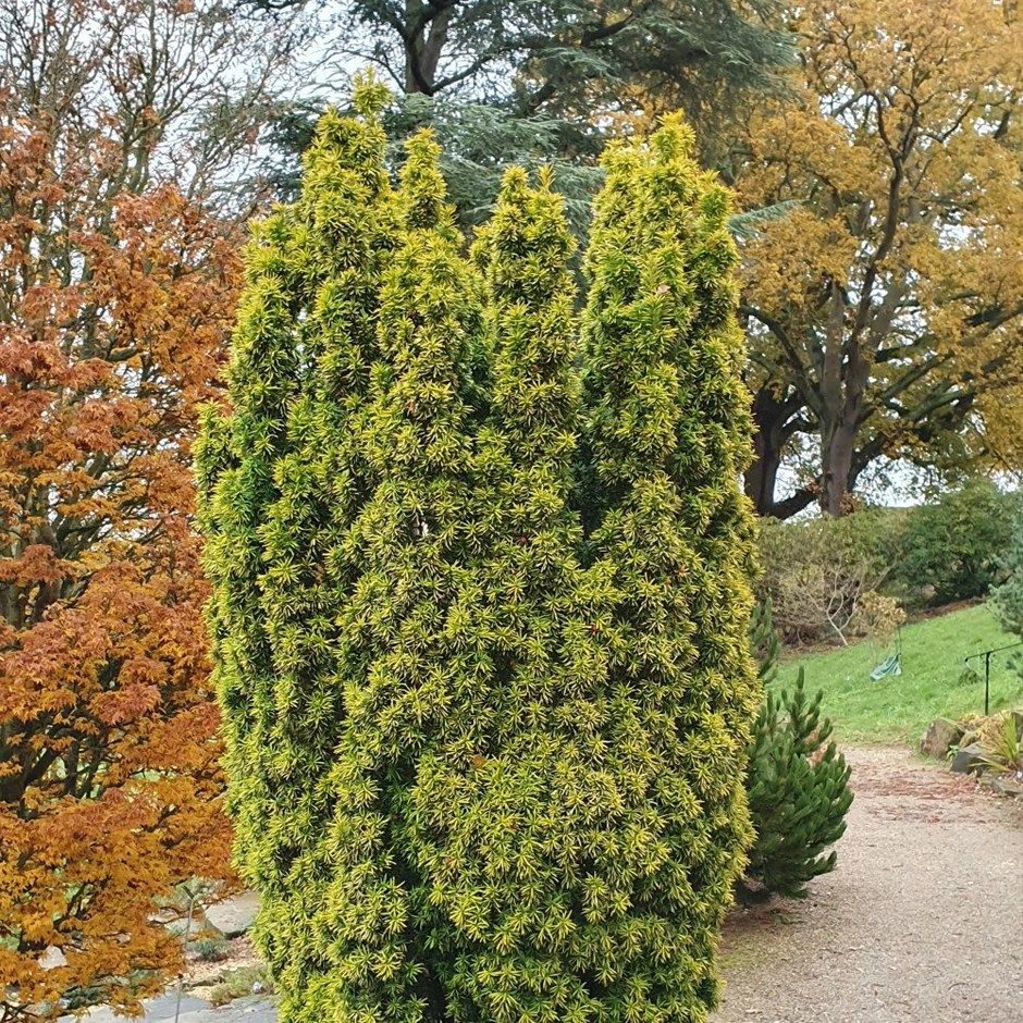 TAXUS BACCATA DAVID VASO 23CM - Conifere Peragashop