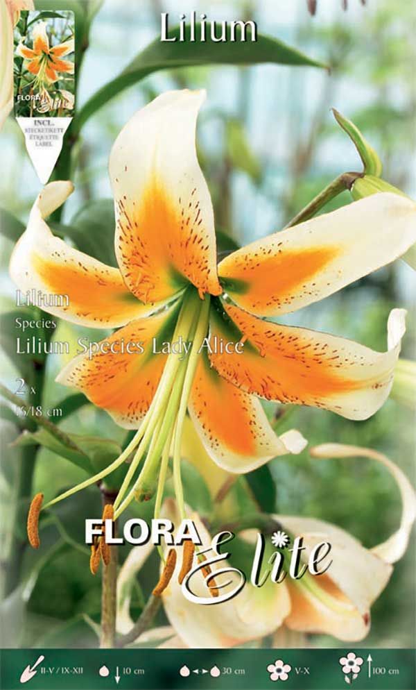 High-End Contemporary Fashion BULBI PRIMAVERILI LILIUM ORIENTAL LADY ALICE  CONFEZIONE DA 1 BULBO BULBS Productos Destacados Tiendas emblemáticas  