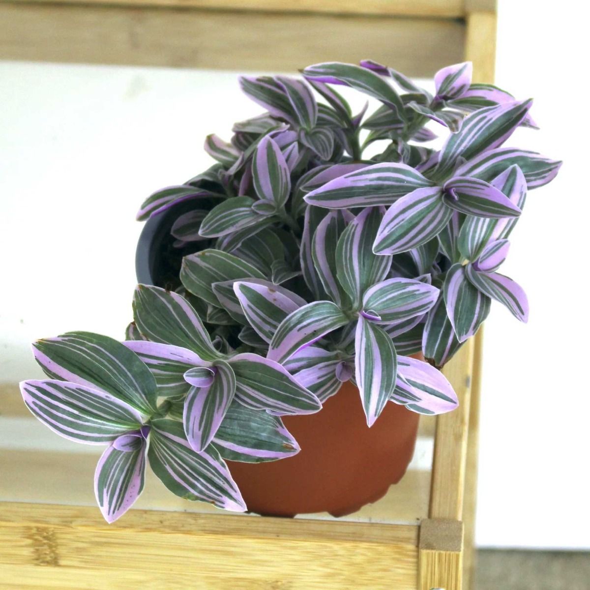 TRADESCANTIA SWEETNESS VASO 10.5CM - Piante senza coprivaso Peragashop