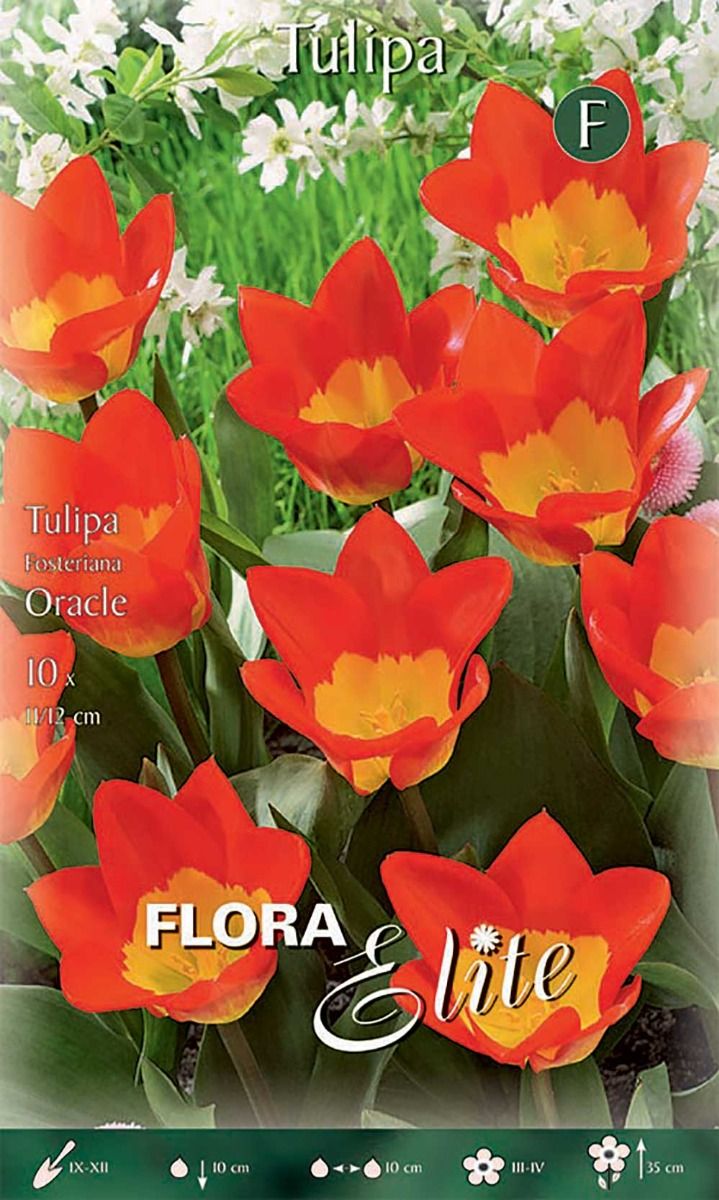 TULIPANO FOSTERIANA ORACLE (CONFEZIONE DA 10 BULBI) - Tulipani Peragashop