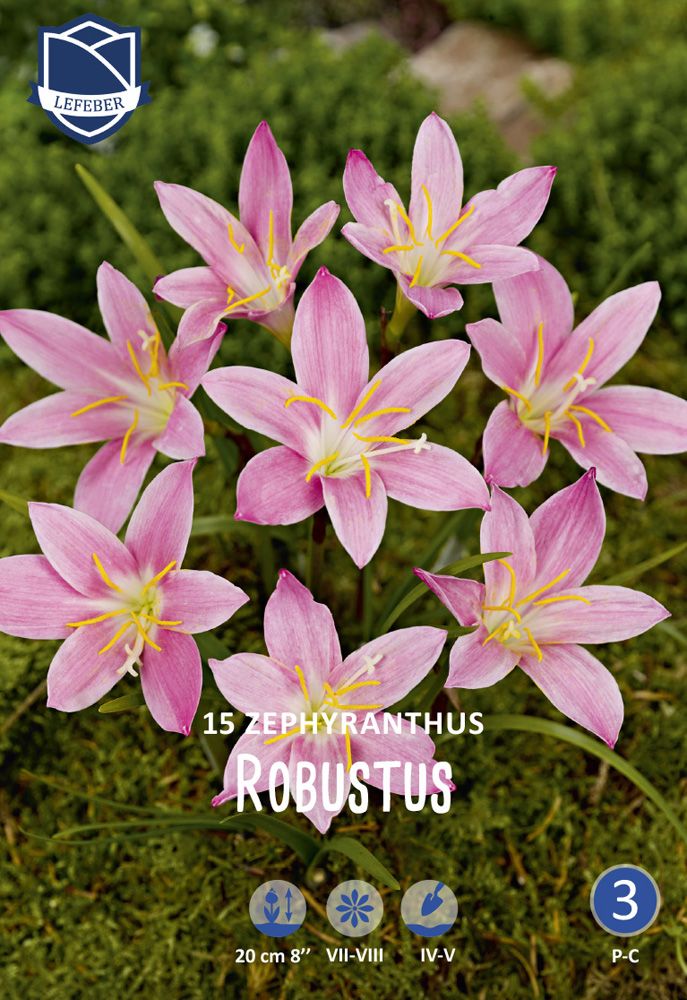 Zephyranthus Robustus Gigli Della Pioggia (Confezione Da 15 Bulbi)