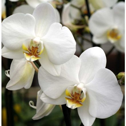Speciale Orchiday Online in vendita su Peragashop