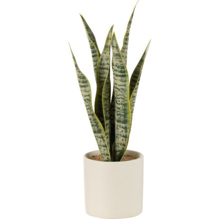 PIANTA SANSEVIERIA + VASO, VERDE, GRANDE