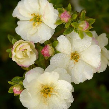 POTENTILLA FRUCTICOSA DOPPELTE CREME VASE 18CM