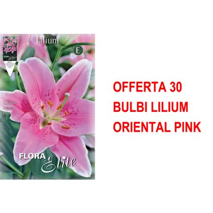 ANGEBOT 30 LILIUM ORIENTAL PINK ZWIEBELN