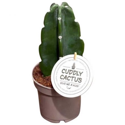 CACTUS CUDDLY SENZA SPINE VASO 12CM