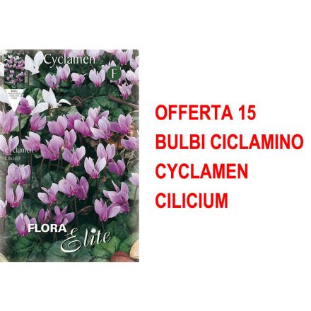 OFFERTA 15 BULBI CICLAMINO CYCLAMEN CILICIUM