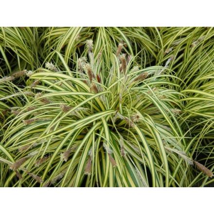 CAREX EVERGOLD IM 12-CM-TOPF