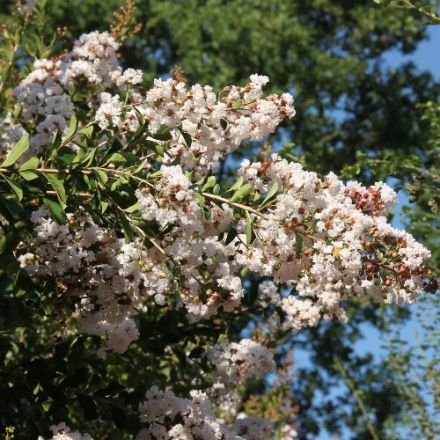 LAGERSTROEMIA INDICATES INDIYA CHARMS NEIGE D’ETÉ 18CM VASE