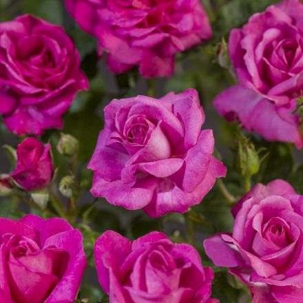 ROSA FLORIBUNDA FRIESIA IN VASO 19CM