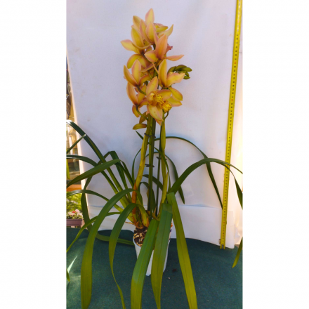 Acquista Orchidee Online - Consegna in 24h