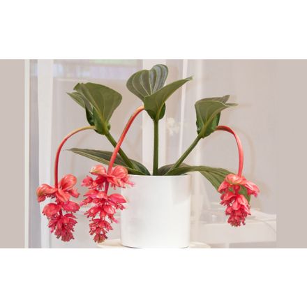 Scaffale Per Piante In Metallo 60Cm Fiori Vasi - Peragashop - Idee regalo