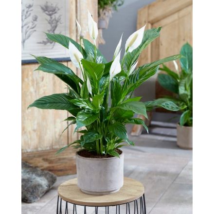 SPATHIPHYLLUM VIVALDI WEISSE VASE 18CM