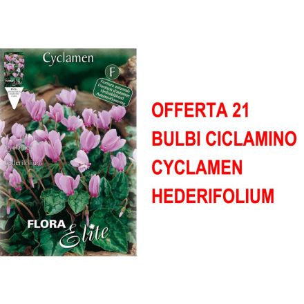 ANGEBOT 21 CYCLAMEN BIRNEN CYCLAMEN HEDERIFOLIUM