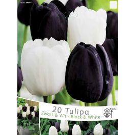 Bulbi Tulipano Neri e Rossi Mix (confezione da 15 Bulbi)