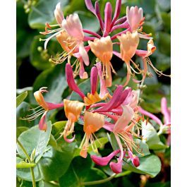 LONICERA CAPRIFOGLIO HENRYI IN VASO 17CM - Sempreverdi Peragashop