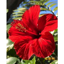 HIBISCUS IBISCO IN VASO 14CM ROSSO O ARANCIONE