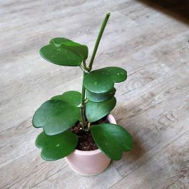 HOYA KERRII FIORE DI CERA VASO 11CM - Piante Grasse Peragashop