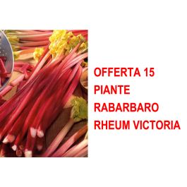 Rabarbaro Rheum Victoria ( Confezione da 15 piante)