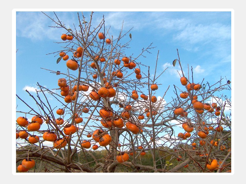 1 PIANTA DI KAKI CACHI VANIGLIA ALBERO DA FRUTTO MATURA A ...